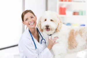 7 QUESTIONS TO ASK WHEN CHOOSING A VET