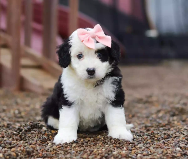 F1 Medium Bernedoodle – Henna ( F )