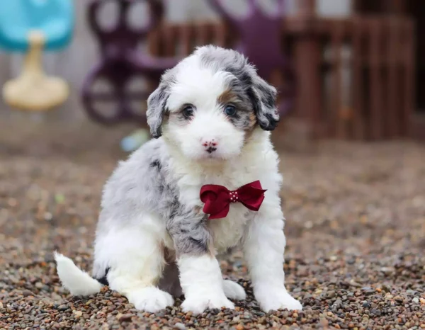 F1 Mini/Medium Bernedoodle – Savannah ( F )