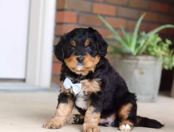 F1 Mini/Medium Bernedoodle – Barnes ( M )