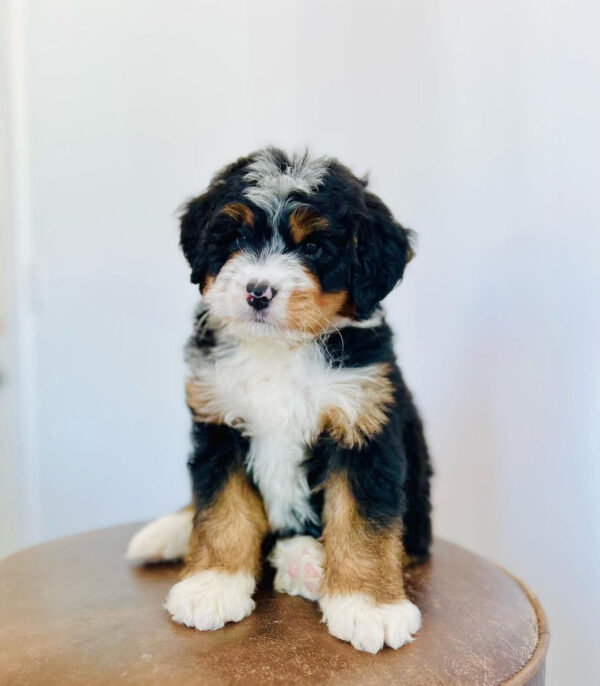 F1 Mini/ Bernedoodle – Molly ( F )