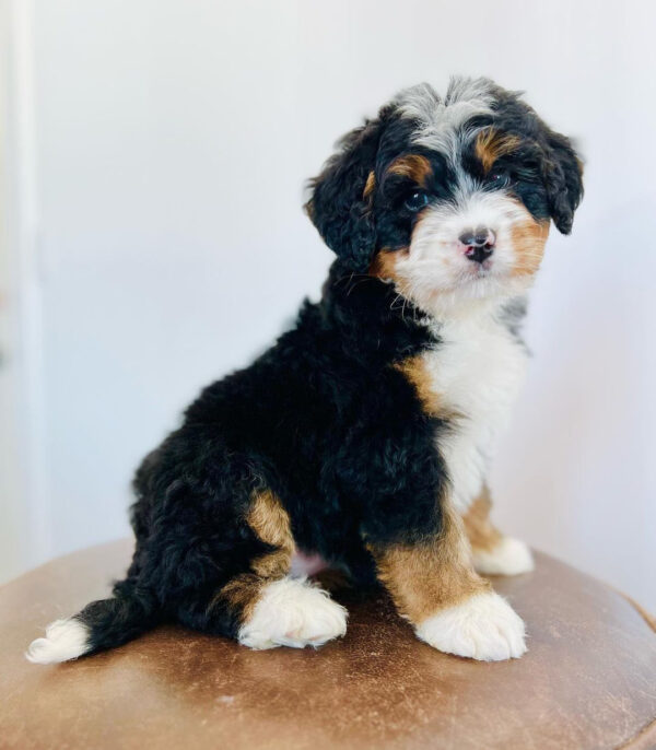 F1 Mini/ Bernedoodle – Molly ( F )