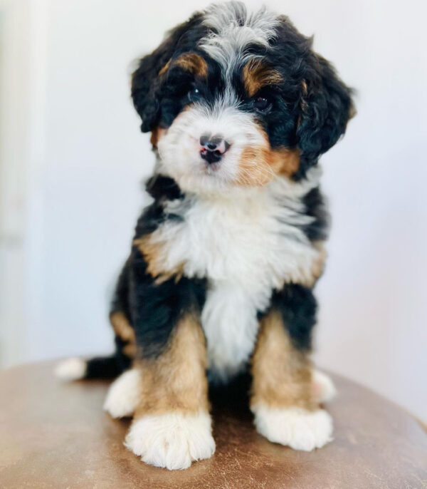 F1 Mini/ Bernedoodle – Molly ( F )