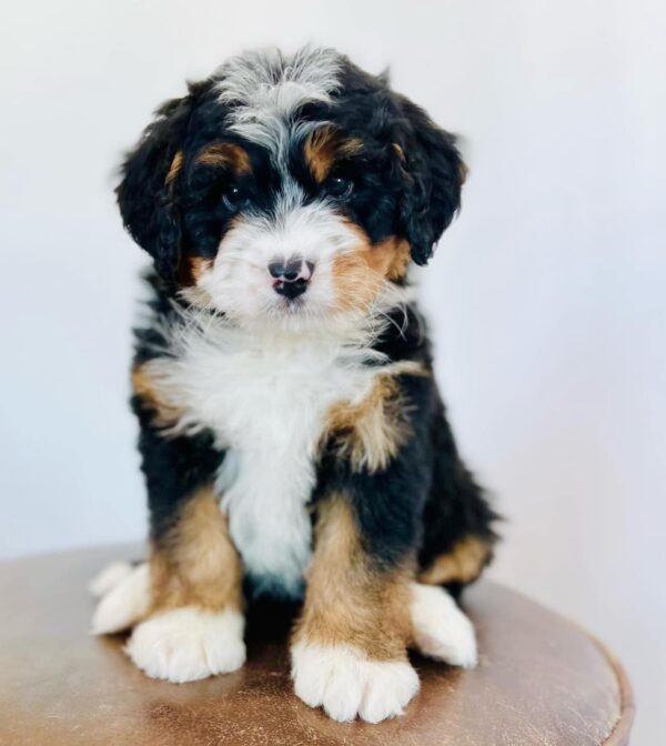 F1 Mini/ Bernedoodle – Molly ( F )