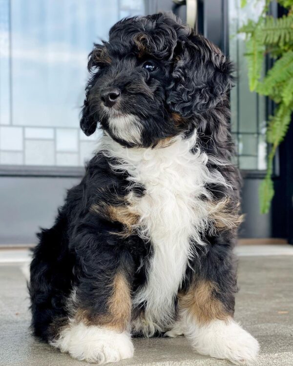 F1 Medium/Standard Bernedoodle – Rover ( M )