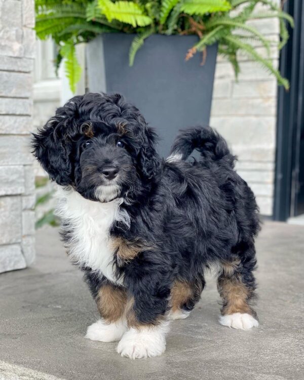 F1 Medium/Standard Bernedoodle – Rover ( M )