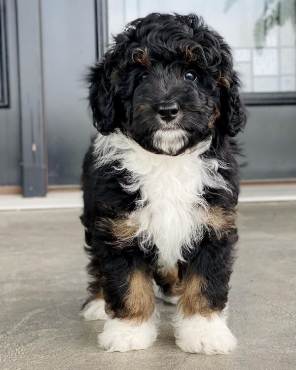 F1 Medium/Standard Bernedoodle – Rover ( M )